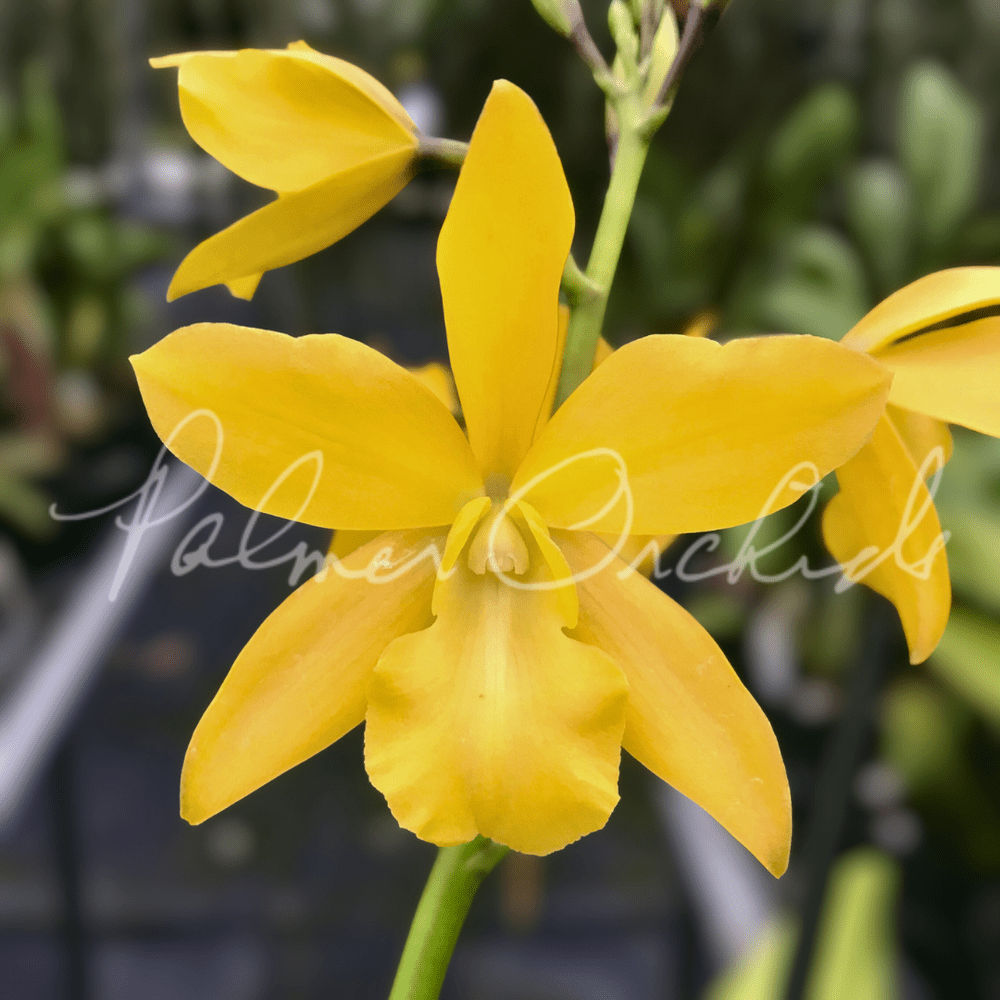 Epi. Miura Valley — Palmer Orchids